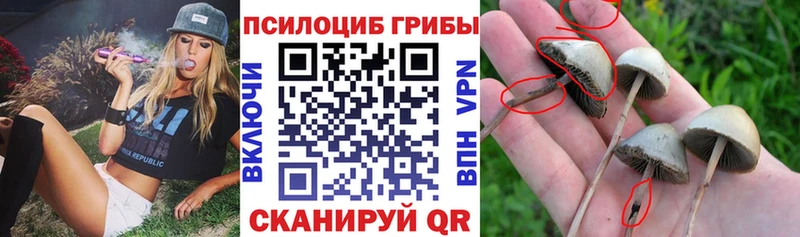 Псилоцибиновые грибы GOLDEN TEACHER  сколько стоит  Болгар 